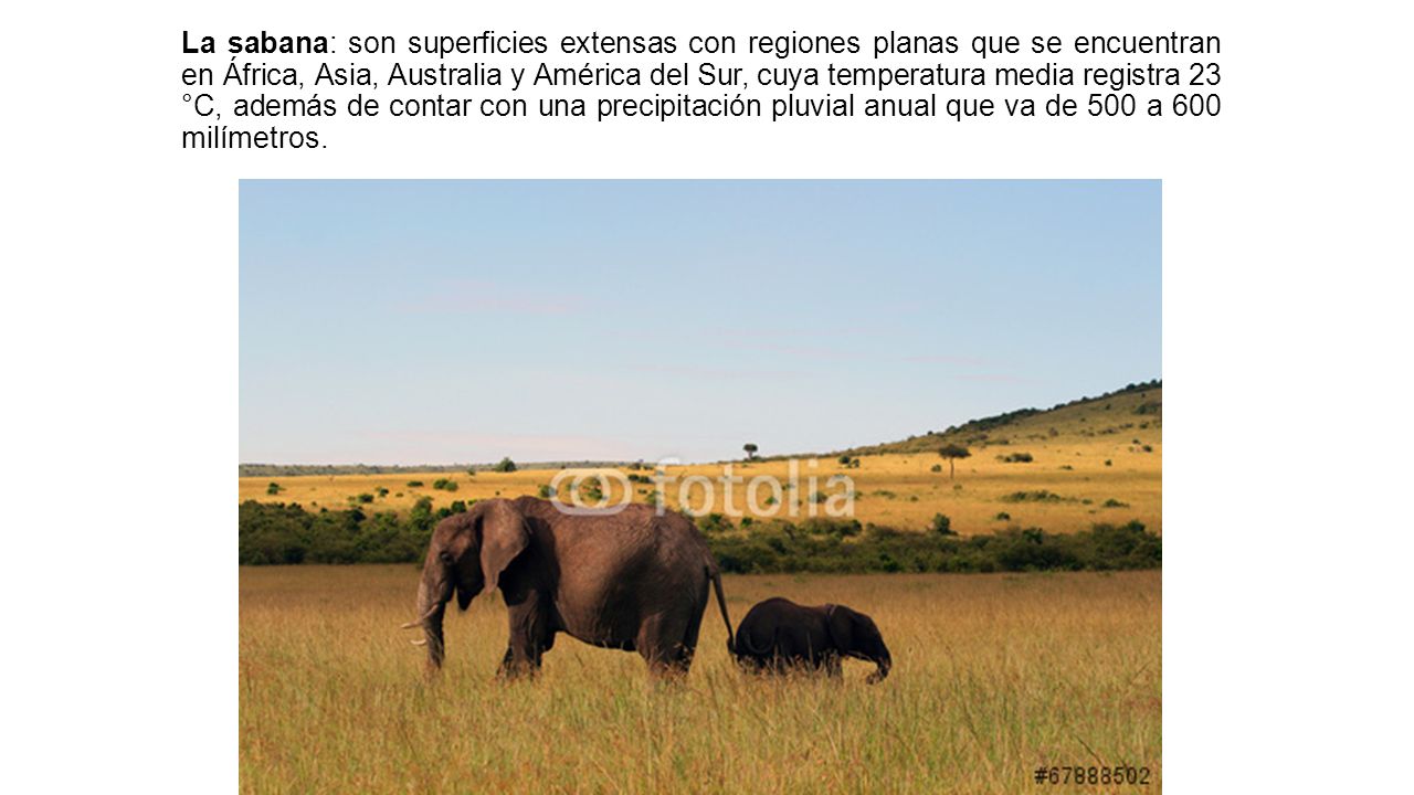 La sabana: son superficies extensas con regiones planas que se encuentran en África, Asia, Australia y América del Sur, cuya temperatura media registra 23 °C, además de contar con una precipitación pluvial anual que va de 500 a 600 milímetros.