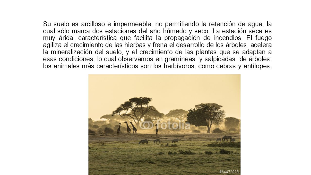 Su suelo es arcilloso e impermeable, no permitiendo la retención de agua, la cual sólo marca dos estaciones del año húmedo y seco.