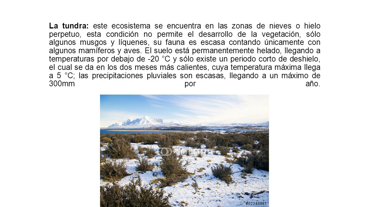 La tundra: este ecosistema se encuentra en las zonas de nieves o hielo perpetuo, esta condición no permite el desarrollo de la vegetación, sólo algunos musgos y líquenes, su fauna es escasa contando únicamente con algunos mamíferos y aves.