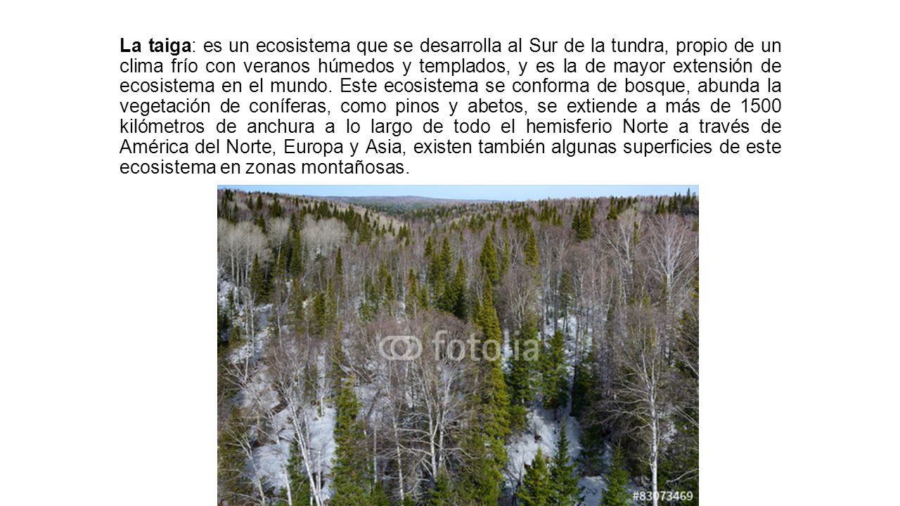 La taiga: es un ecosistema que se desarrolla al Sur de la tundra, propio de un clima frío con veranos húmedos y templados, y es la de mayor extensión de ecosistema en el mundo.