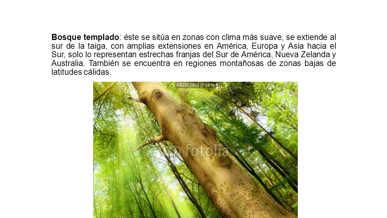 Bosque templado: éste se sitúa en zonas con clima más suave, se extiende al sur de la taiga, con amplias extensiones en América, Europa y Asia hacia el Sur, solo lo representan estrechas franjas del Sur de América, Nueva Zelanda y Australia.