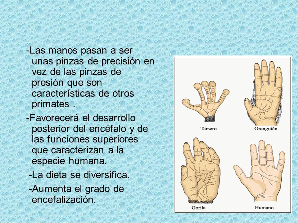 -Las manos pasan a ser unas pinzas de precisión en vez de las pinzas de presión que son características de otros primates .