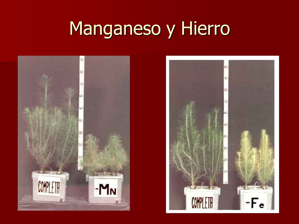 Manganeso y Hierro