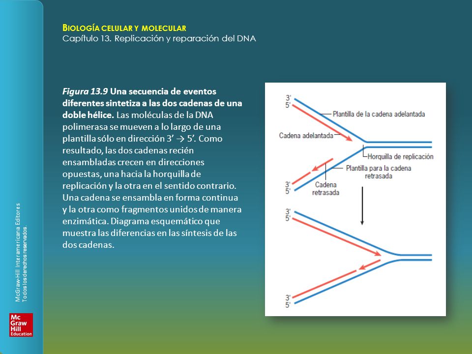 Figura 13.9 Una secuencia de eventos diferentes sintetiza a las dos cadenas de una doble hélice.