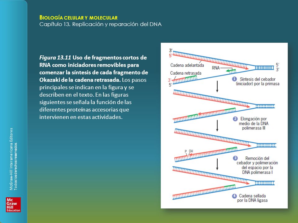 Figura Uso de fragmentos cortos de RNA como iniciadores removibles para comenzar la síntesis de cada fragmento de Okazaki de la cadena retrasada.