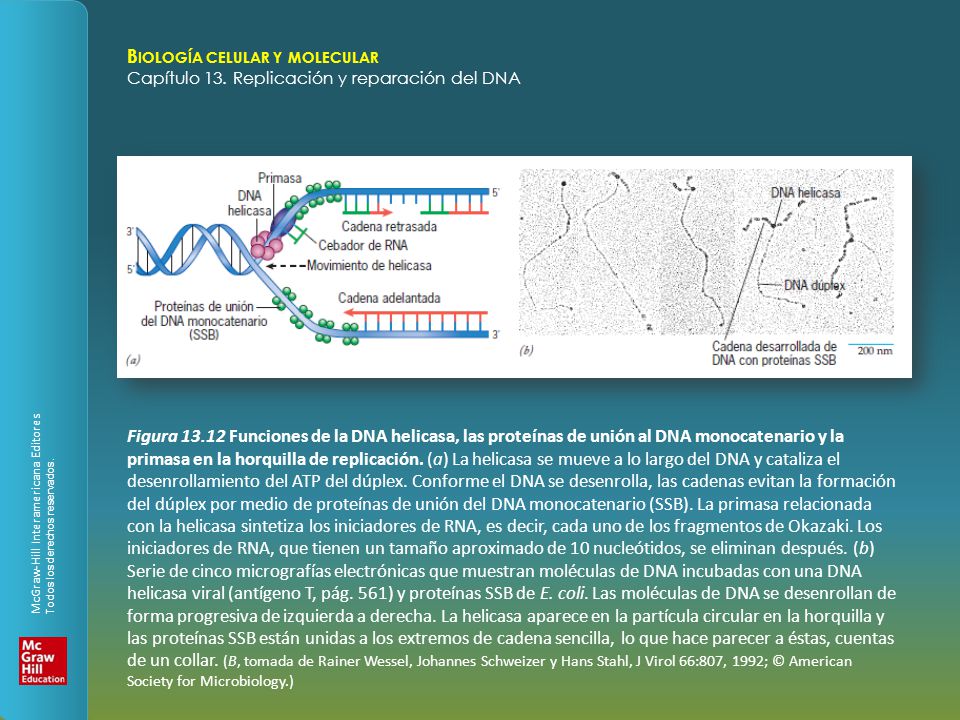 Figura Funciones de la DNA helicasa, las proteínas de unión al DNA monocatenario y la primasa en la horquilla de replicación.