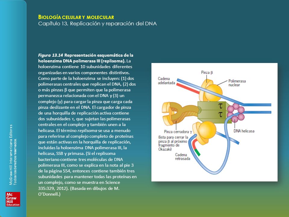 Figura Representación esquemática de la holoenzima DNA polimerasa III (replisoma).
