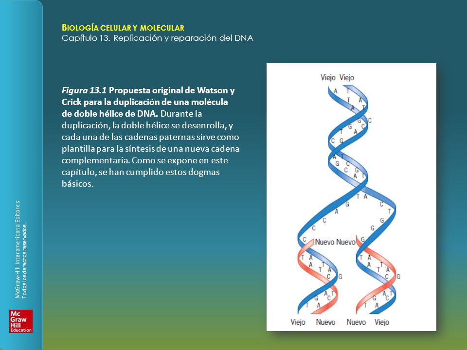 Figura 13.1 Propuesta original de Watson y Crick para la duplicación de una molécula de doble hélice de DNA.