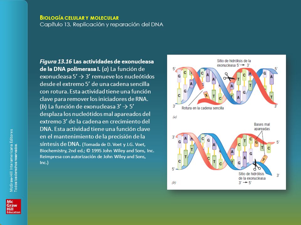 Figura Las actividades de exonucleasa de la DNA polimerasa I