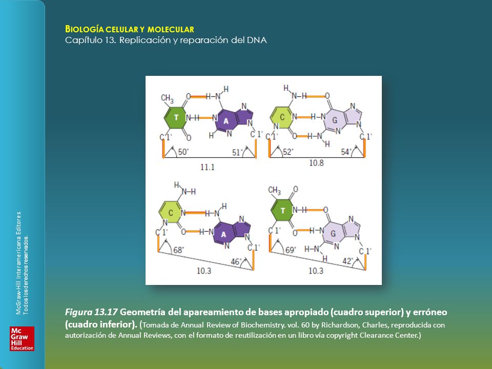 Figura Geometría del apareamiento de bases apropiado (cuadro superior) y erróneo (cuadro inferior).