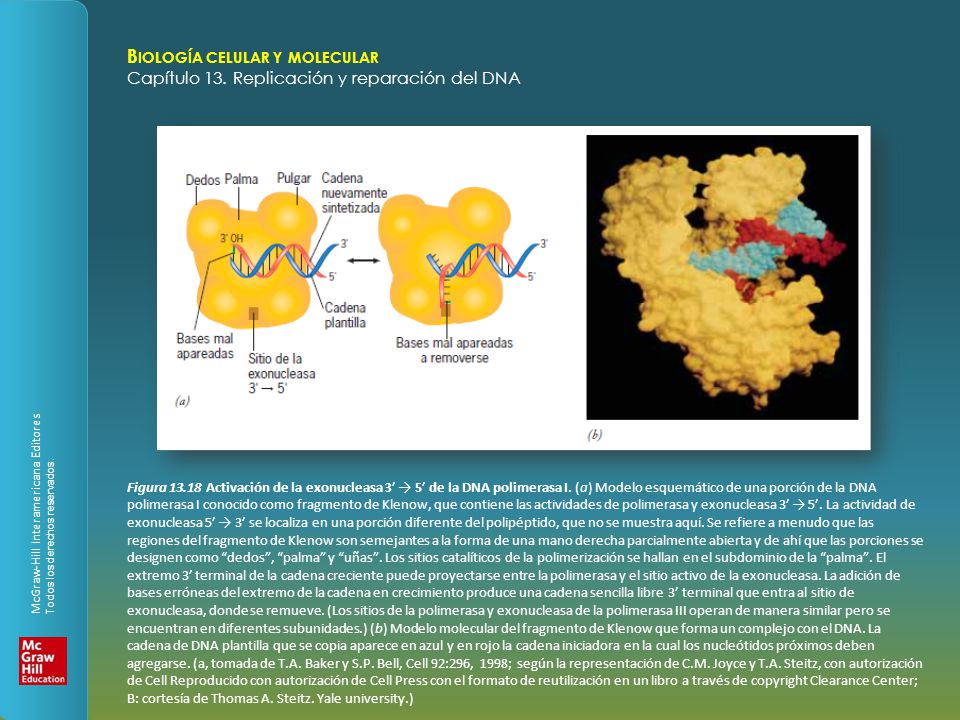 Figura Activación de la exonucleasa 3’ → 5’ de la DNA polimerasa I.