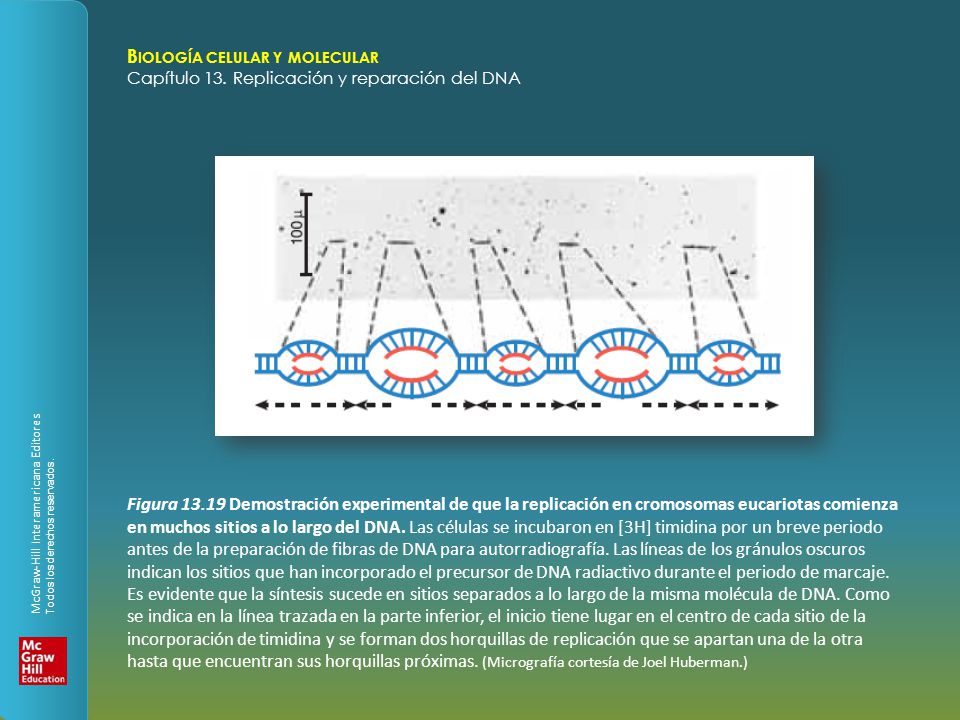 Figura Demostración experimental de que la replicación en cromosomas eucariotas comienza en muchos sitios a lo largo del DNA.
