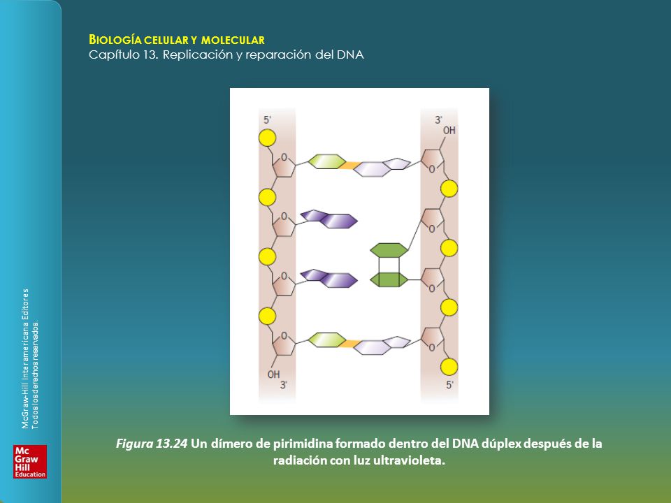 Figura Un dímero de pirimidina formado dentro del DNA dúplex después de la radiación con luz ultravioleta.