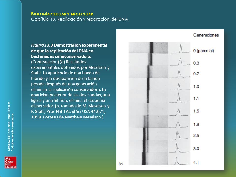 Figura 13.3 Demostración experimental de que la replicación del DNA en bacterias es semiconservadora.