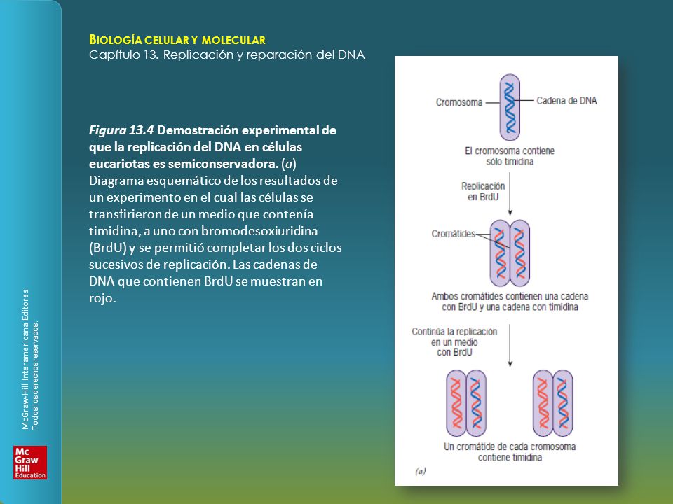 Figura 13.4 Demostración experimental de que la replicación del DNA en células eucariotas es semiconservadora.
