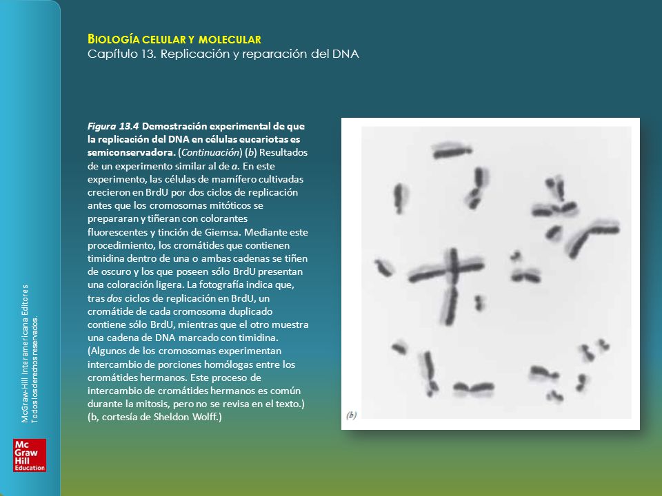 Figura 13.4 Demostración experimental de que la replicación del DNA en células eucariotas es semiconservadora.