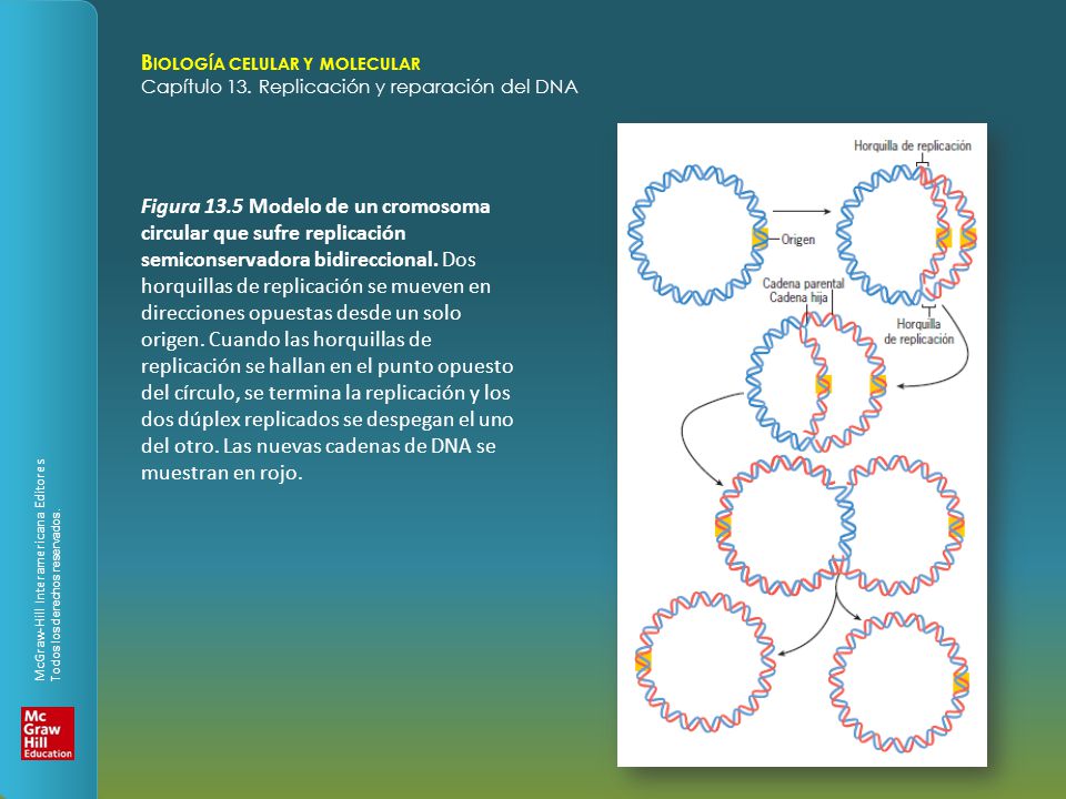 Figura 13.5 Modelo de un cromosoma circular que sufre replicación semiconservadora bidireccional.