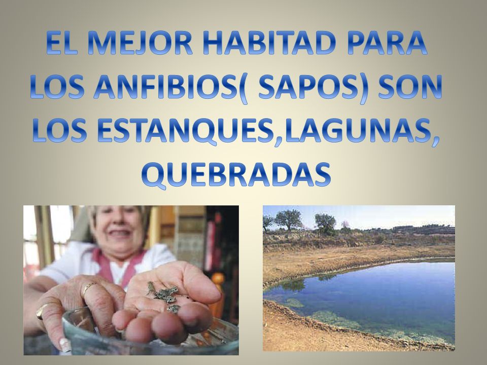 EL MEJOR HABITAD PARA LOS ANFIBIOS( SAPOS) SON LOS ESTANQUES,LAGUNAS, QUEBRADAS