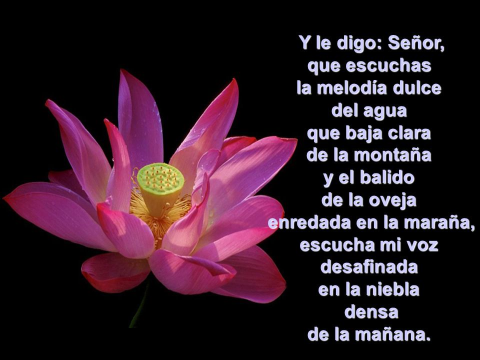 Y le digo: Señor, que escuchas. la melodía dulce. del agua. que baja clara. de la montaña. y el balido.