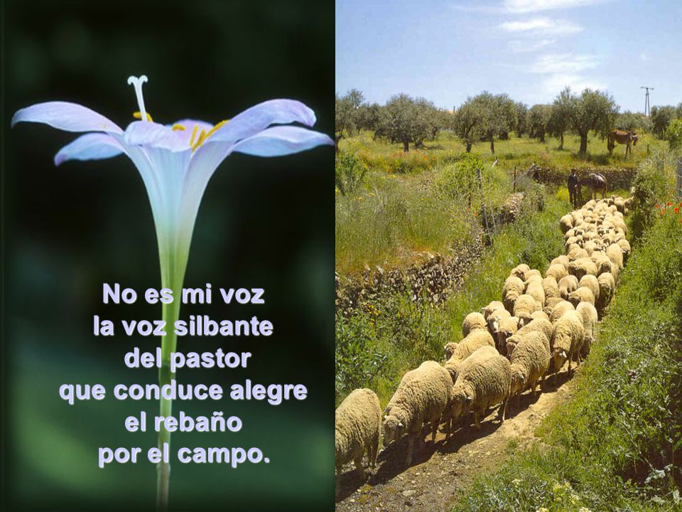 No es mi voz la voz silbante del pastor que conduce alegre el rebaño por el campo.