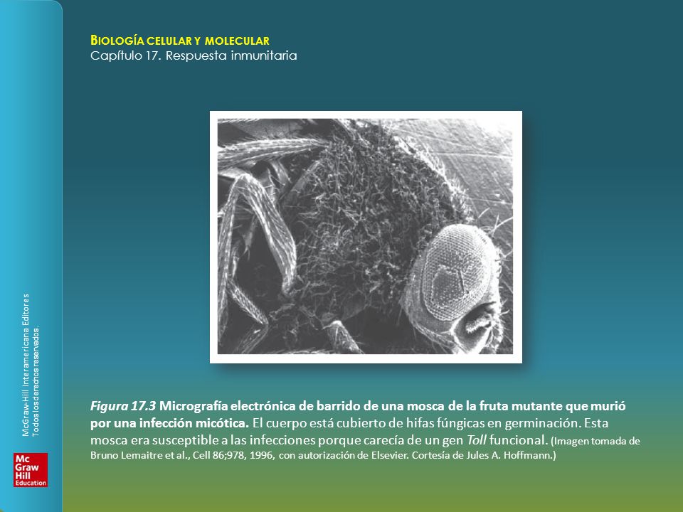 Figura 17.3 Micrografía electrónica de barrido de una mosca de la fruta mutante que murió por una infección micótica.