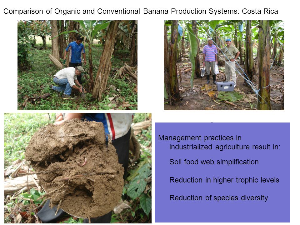 Comparison of Organic and Conventional Banana Production Systems: Costa Rica