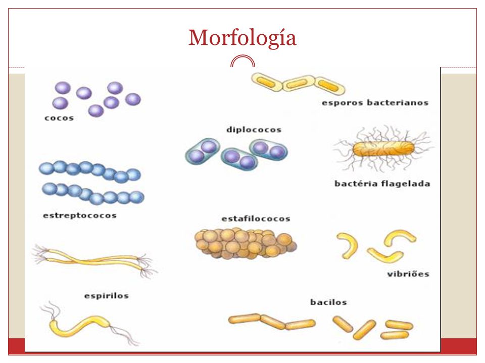Morfología