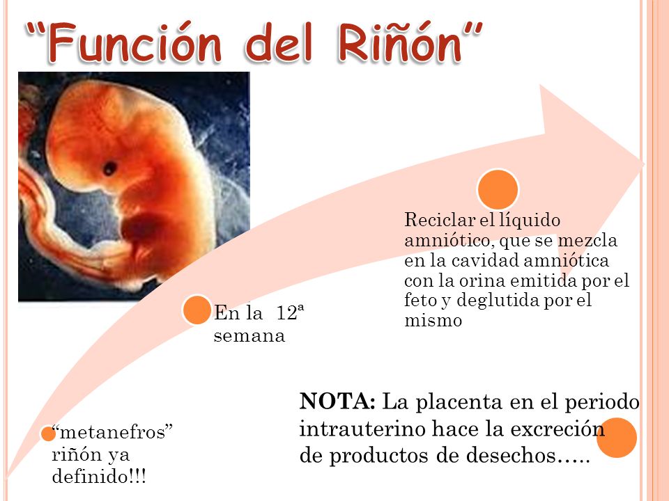 Función del Riñón metanefros riñón ya definido!!! En la 12ª semana.