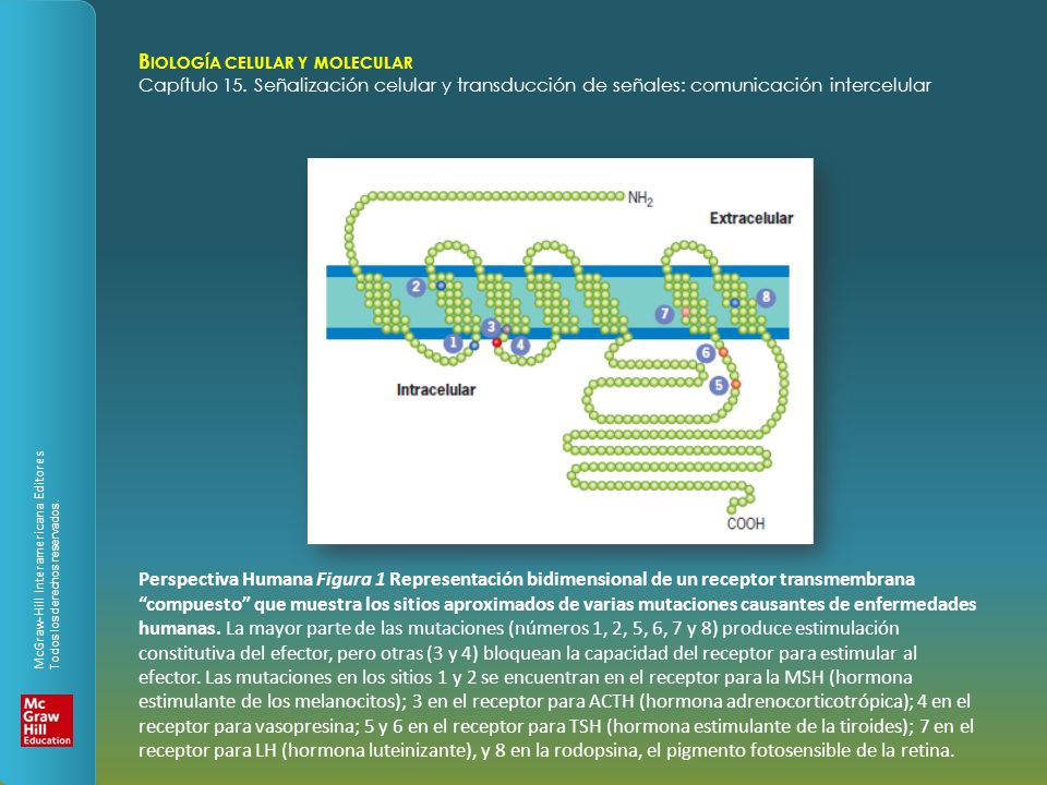 Perspectiva Humana Figura 1 Representación bidimensional de un receptor transmembrana compuesto que muestra los sitios aproximados de varias mutaciones causantes de enfermedades humanas.