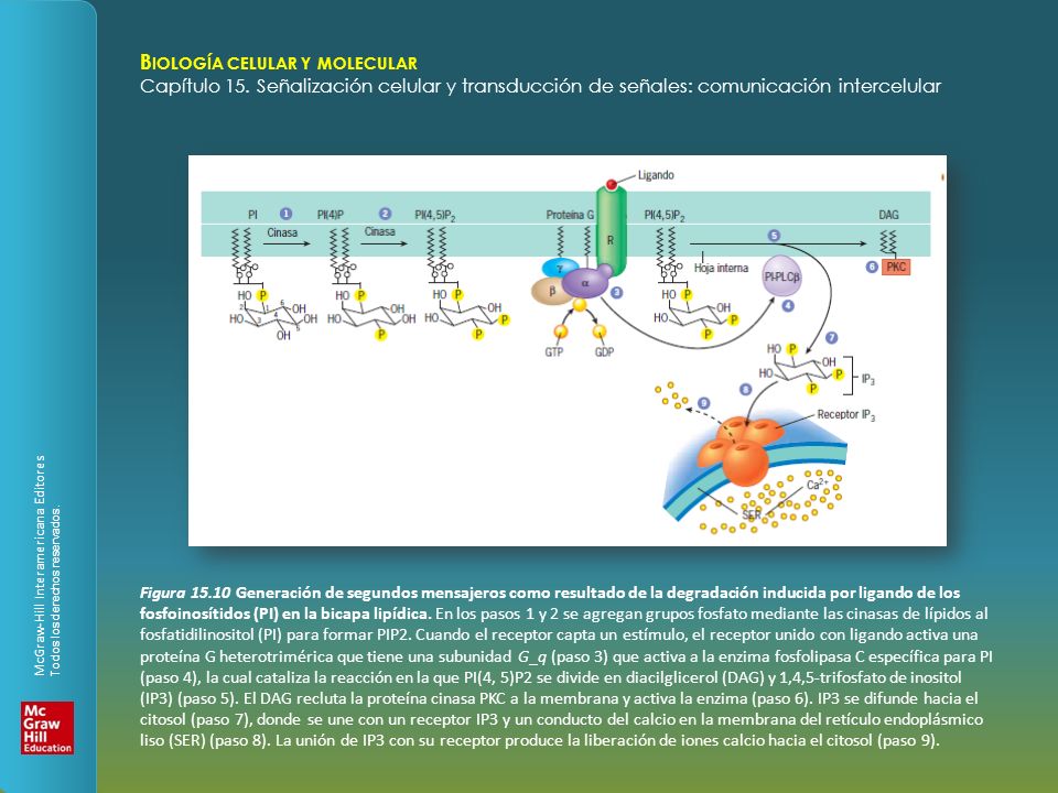Figura Generación de segundos mensajeros como resultado de la degradación inducida por ligando de los fosfoinosítidos (PI) en la bicapa lipídica.