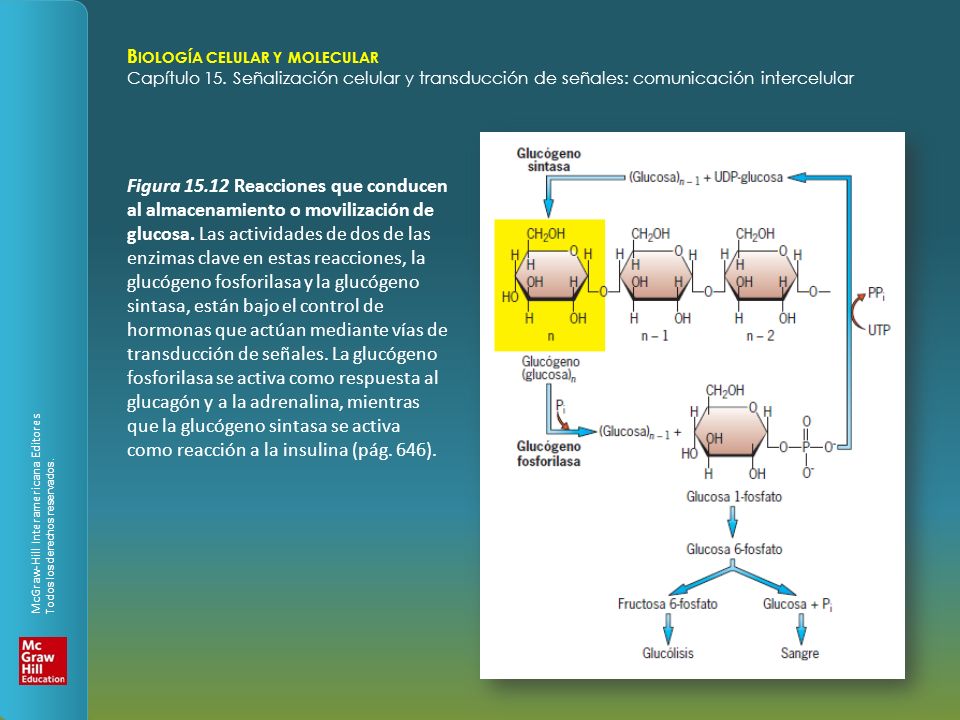 Figura Reacciones que conducen al almacenamiento o movilización de glucosa.