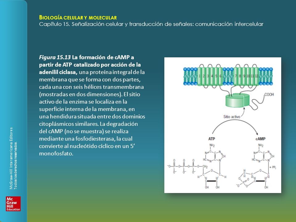 Figura La formación de cAMP a partir de ATP catalizado por acción de la adenilil ciclasa, una proteína integral de la membrana que se forma con dos partes, cada una con seis hélices transmembrana (mostradas en dos dimensiones).