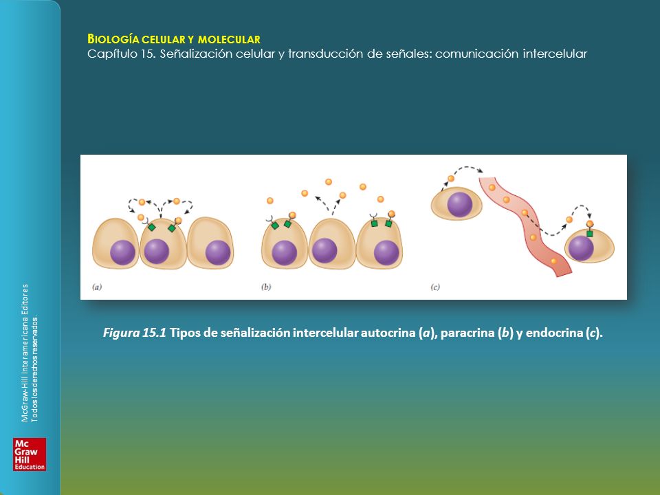 Figura 15.1 Tipos de señalización intercelular autocrina (a), paracrina (b) y endocrina (c).