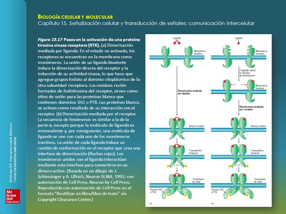 Figura Pasos en la activación de una proteína tirosina cinasa receptora (RTK).