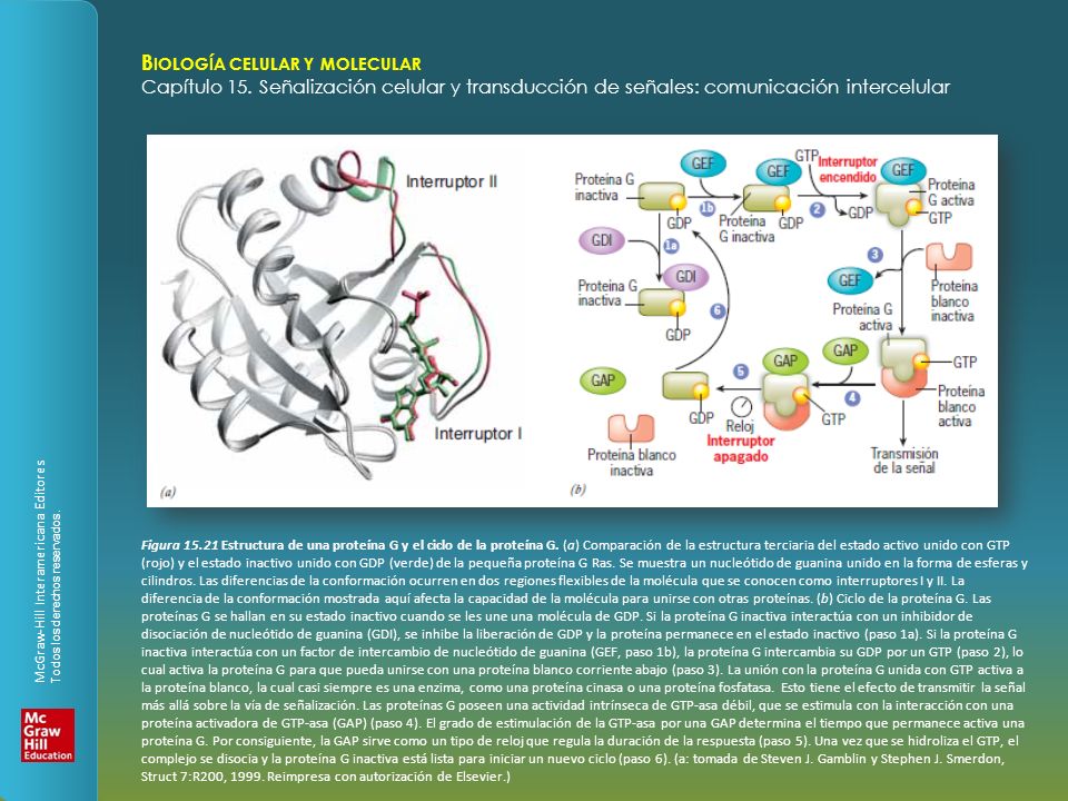 Figura Estructura de una proteína G y el ciclo de la proteína G