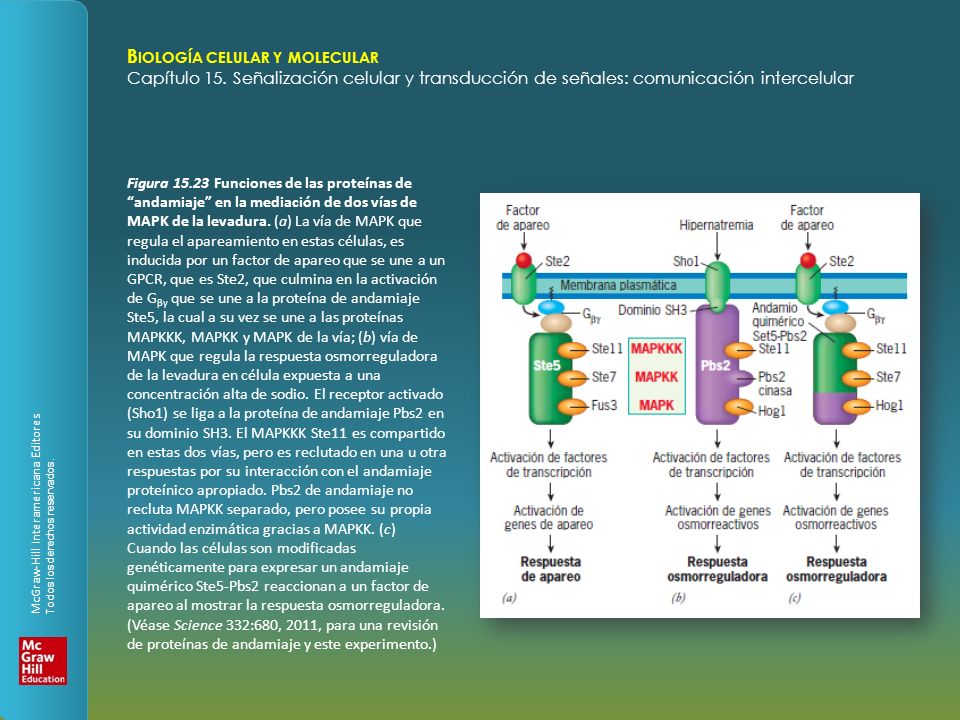 Figura Funciones de las proteínas de andamiaje en la mediación de dos vías de MAPK de la levadura.