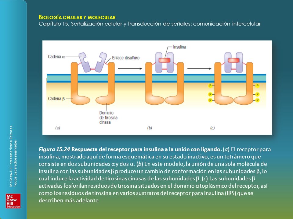 Figura Respuesta del receptor para insulina a la unión con ligando.