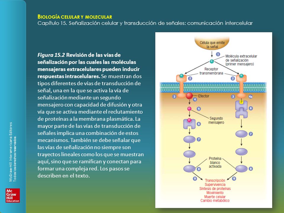 Figura 15.2 Revisión de las vías de señalización por las cuales las moléculas mensajeras extracelulares pueden inducir respuestas intracelulares.