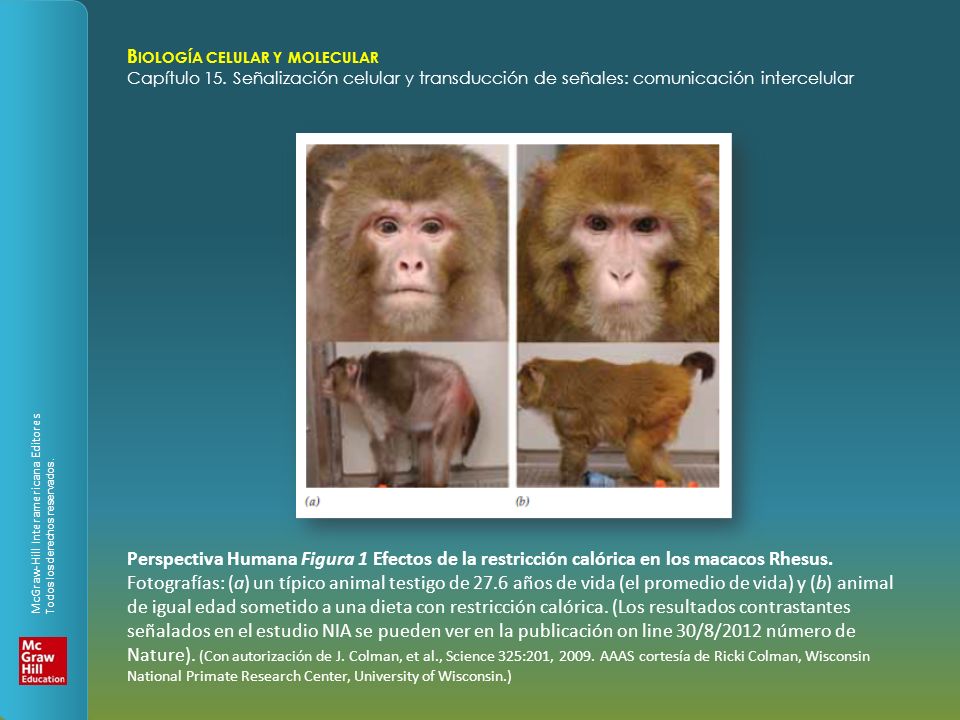 Perspectiva Humana Figura 1 Efectos de la restricción calórica en los macacos Rhesus.