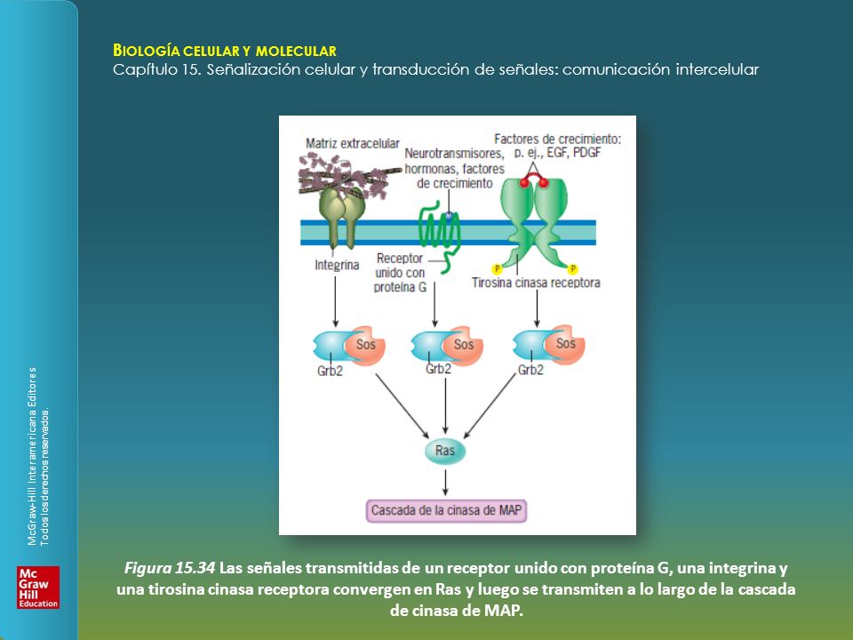 Figura Las señales transmitidas de un receptor unido con proteína G, una integrina y una tirosina cinasa receptora convergen en Ras y luego se transmiten a lo largo de la cascada de cinasa de MAP.