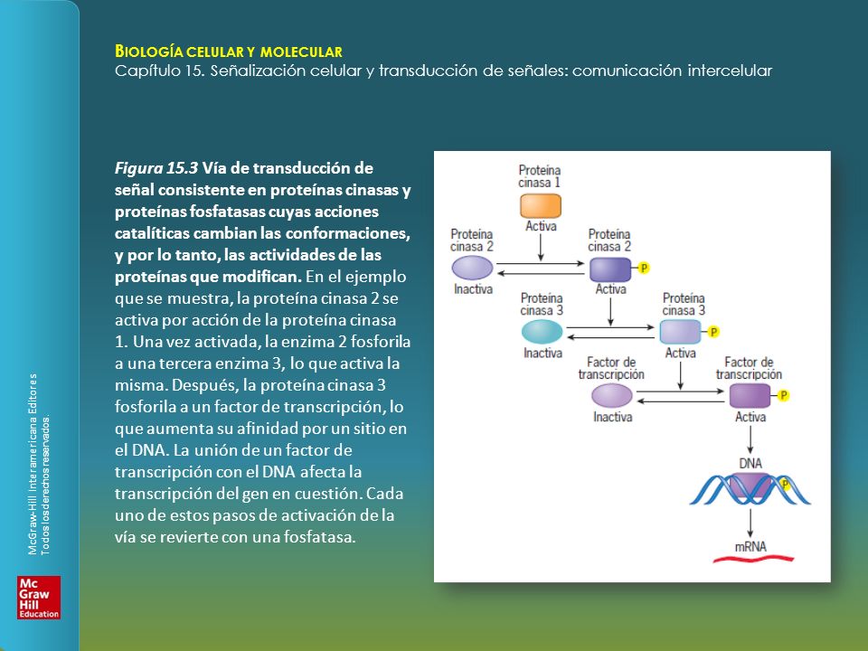 Figura 15.3 Vía de transducción de señal consistente en proteínas cinasas y proteínas fosfatasas cuyas acciones catalíticas cambian las conformaciones, y por lo tanto, las actividades de las proteínas que modifican.