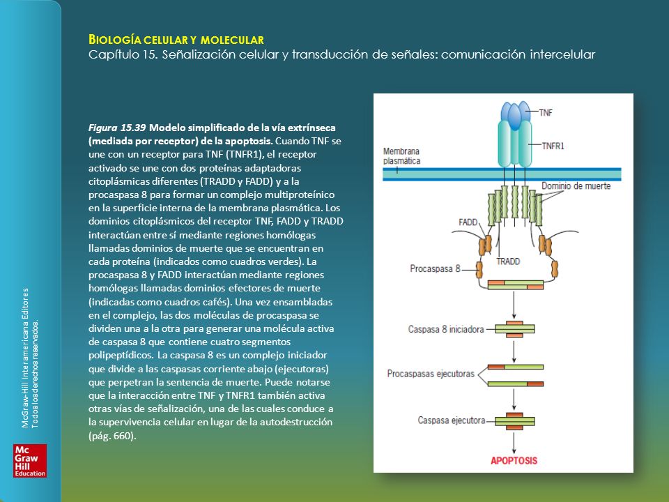 Figura Modelo simplificado de la vía extrínseca (mediada por receptor) de la apoptosis.