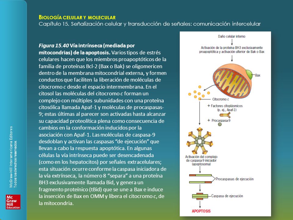Figura Vía intrínseca (mediada por mitocondrias) de la apoptosis.