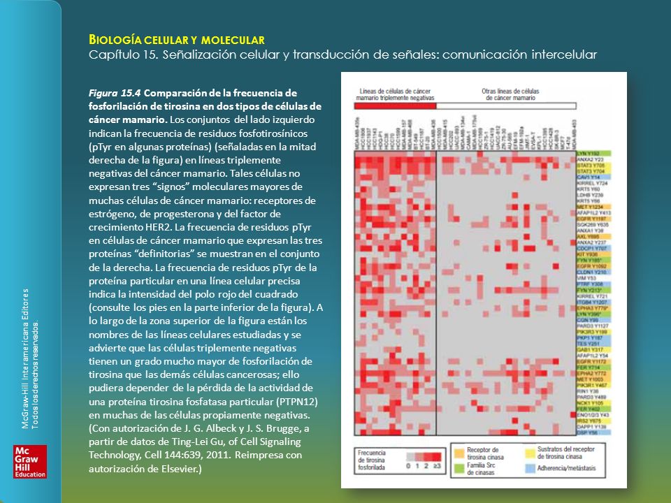 Figura 15.4 Comparación de la frecuencia de fosforilación de tirosina en dos tipos de células de cáncer mamario.
