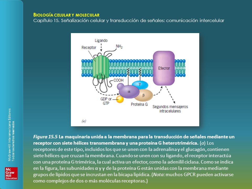 Figura 15.5 La maquinaria unida a la membrana para la transducción de señales mediante un receptor con siete hélices transmembrana y una proteína G heterotrimérica.