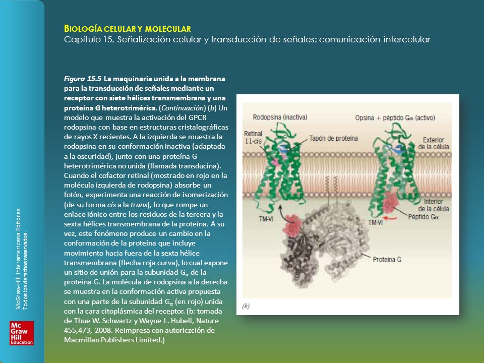 Figura 15.5 La maquinaria unida a la membrana para la transducción de señales mediante un receptor con siete hélices transmembrana y una proteína G heterotrimérica.