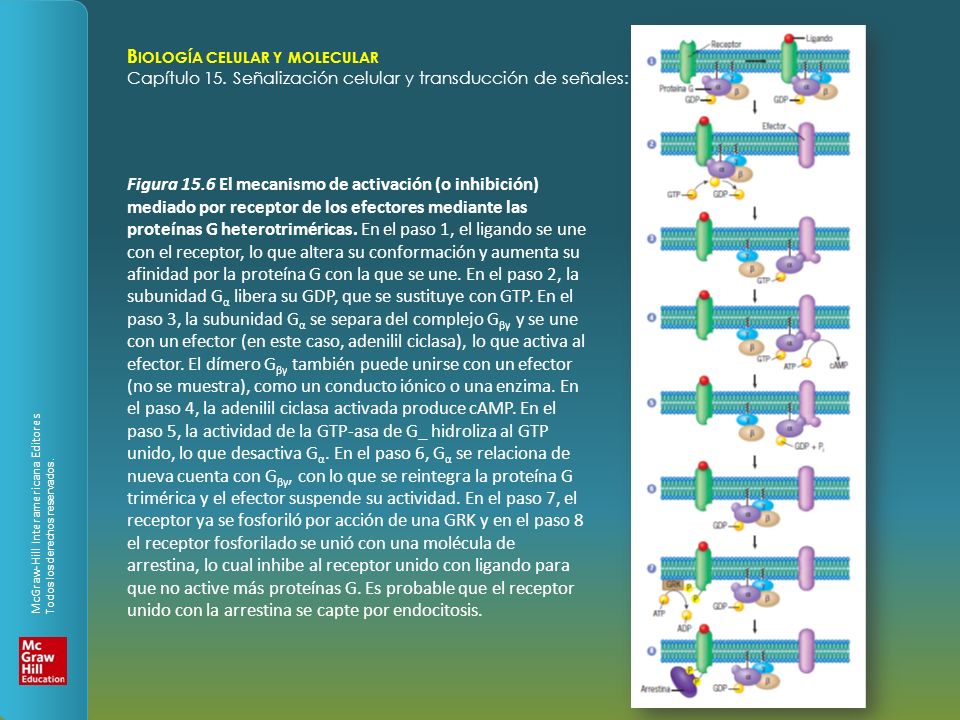 Figura 15.6 El mecanismo de activación (o inhibición) mediado por receptor de los efectores mediante las proteínas G heterotriméricas.