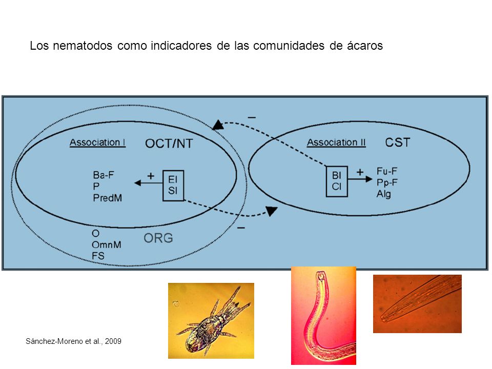 Los nematodos como indicadores de las comunidades de ácaros