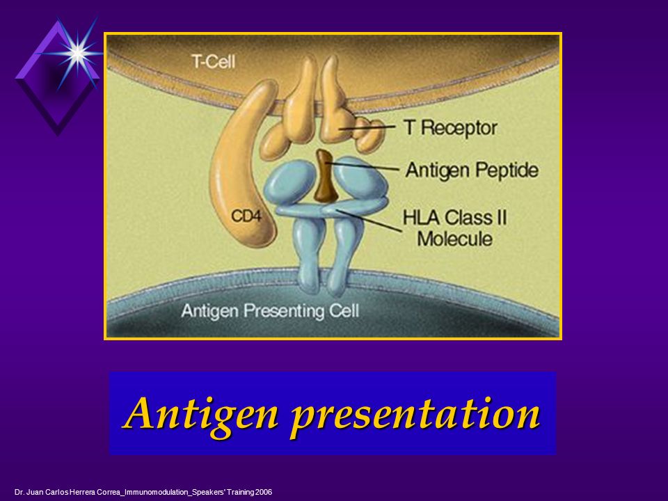 Antigen presentation Dr. Juan Carlos Herrera Correa_Immunomodulation_Speakers Training 2006