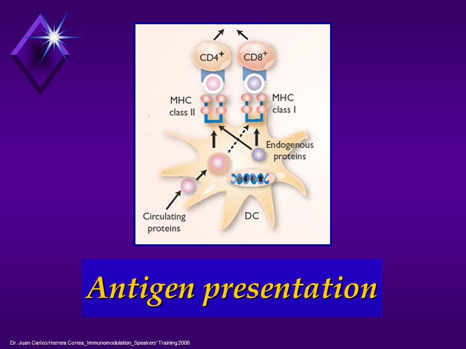 Antigen presentation Dr. Juan Carlos Herrera Correa_Immunomodulation_Speakers Training 2006